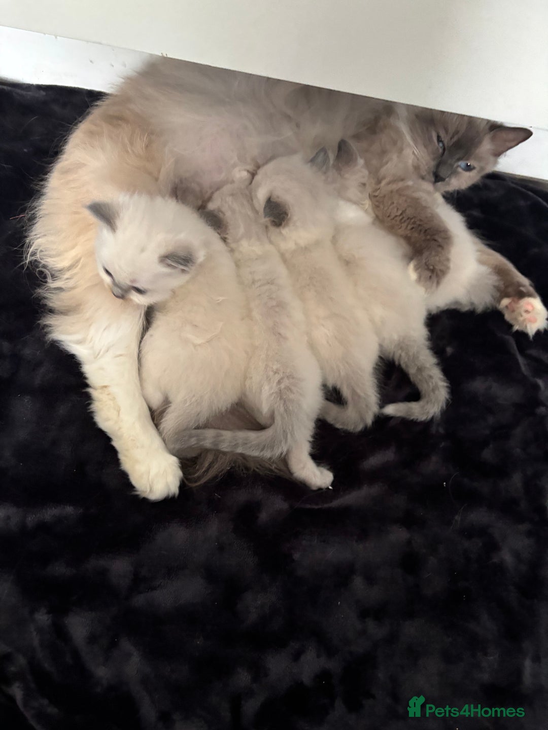 Ragdoll cats for sale: Kittens for sale - Image 1