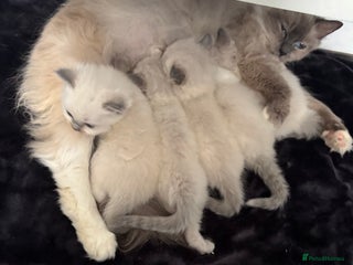 Ragdoll cats for sale - Advert 1