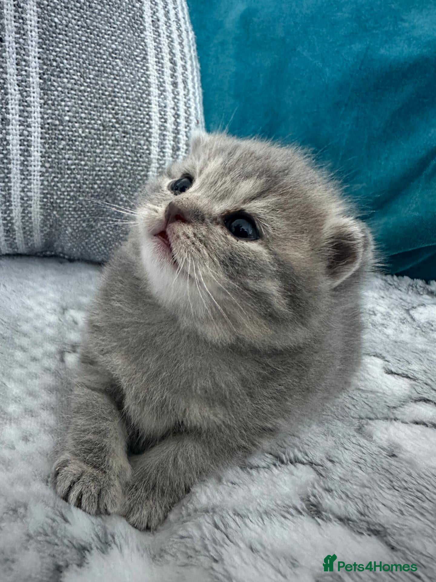 British Shorthair cats Beautiful British Shorthair Grey & Stripe Girl - Advert 2