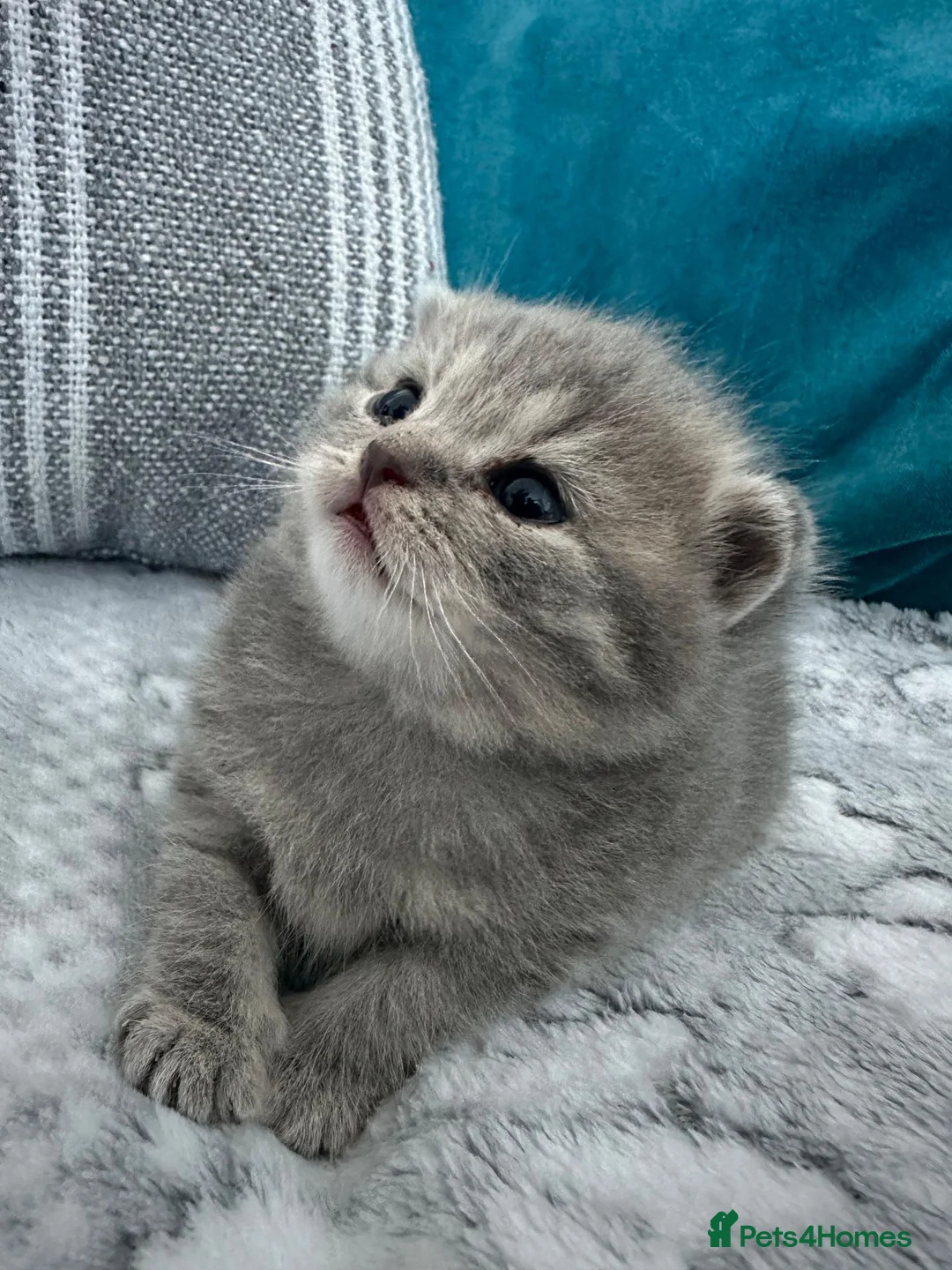 British Shorthair cats for sale: Stunning BSH Grey & Stripe Girl - Advert 2