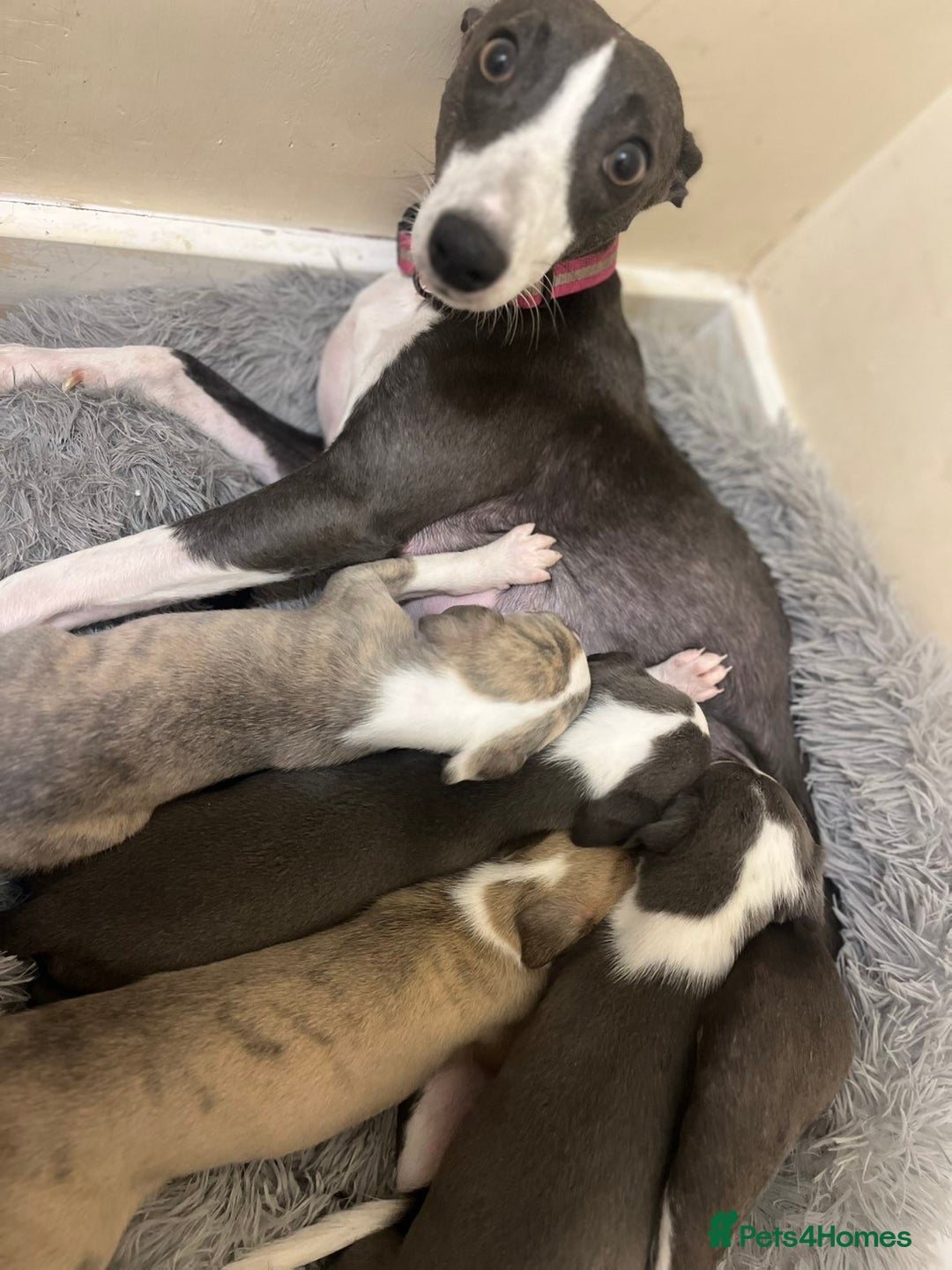 Whippet dogs for sale: One beautiful brindle boy whippet  - Advert 1