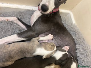 Whippet dogs One beautiful brindle boy whippet - Advert 1