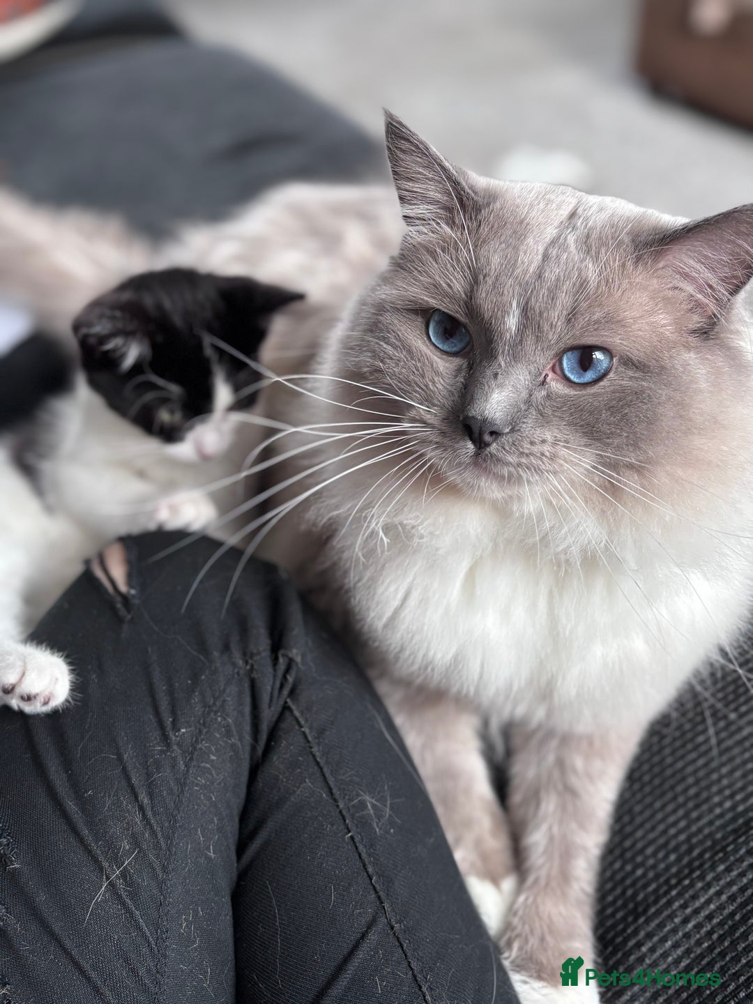 Ragdoll cats for sale: Male Ragdoll, intact - no papers - Advert 5