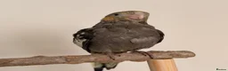 Cockatiels birds for sale: Male Tame Cockatiel 8 weeks old  - Advert 2