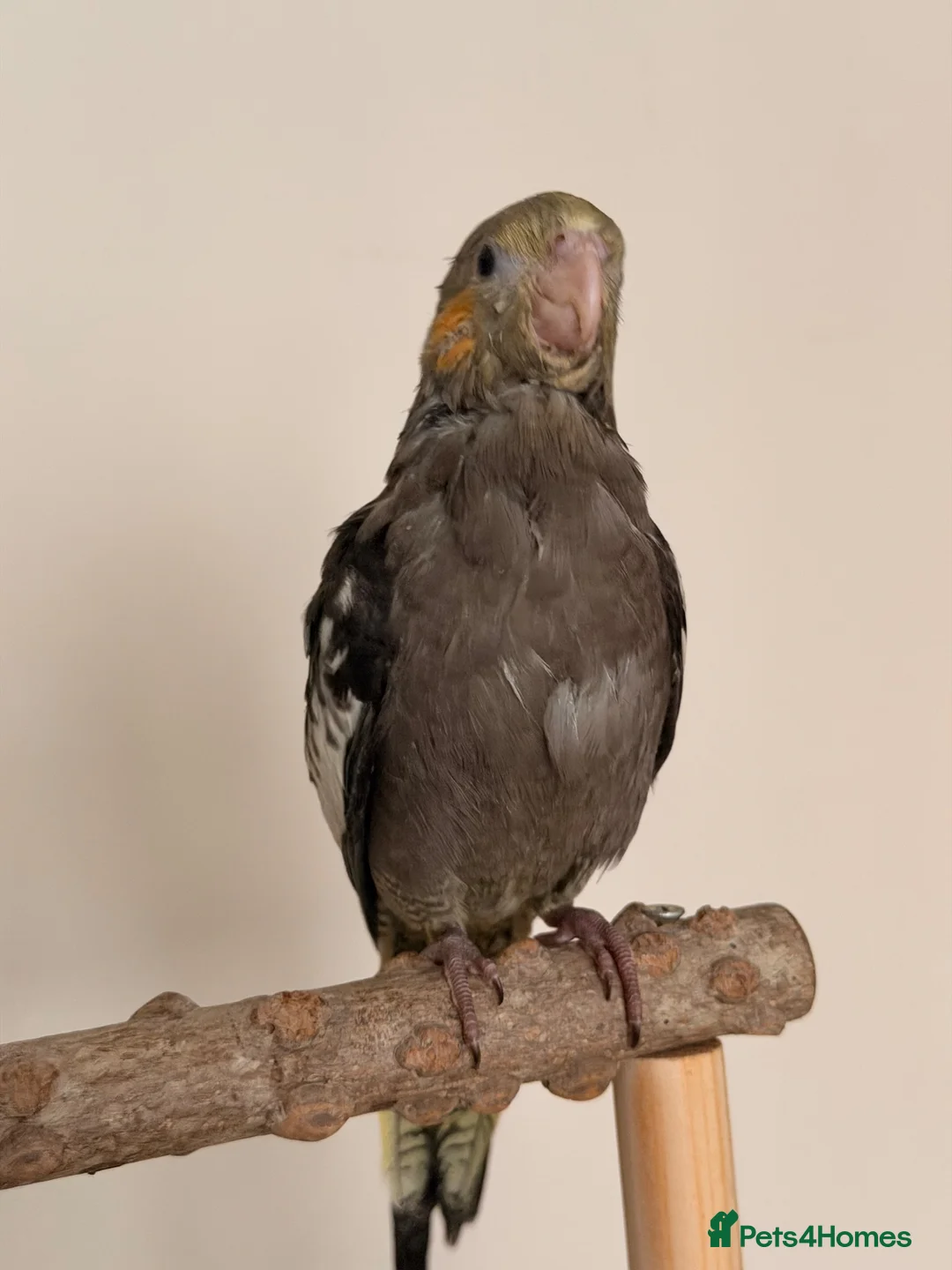 Cockatiels birds for sale: Male Tame Cockatiel 8 weeks old  - Advert 2