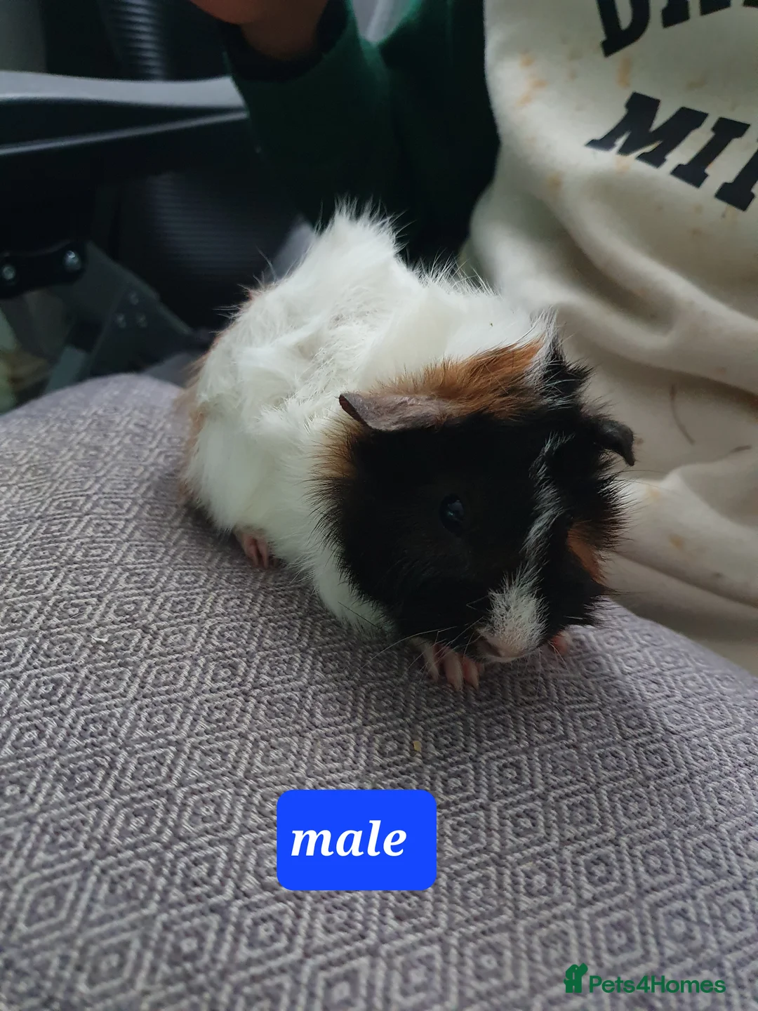 Guinea Pig rodents for sale: Guinea pig boys - Advert 5