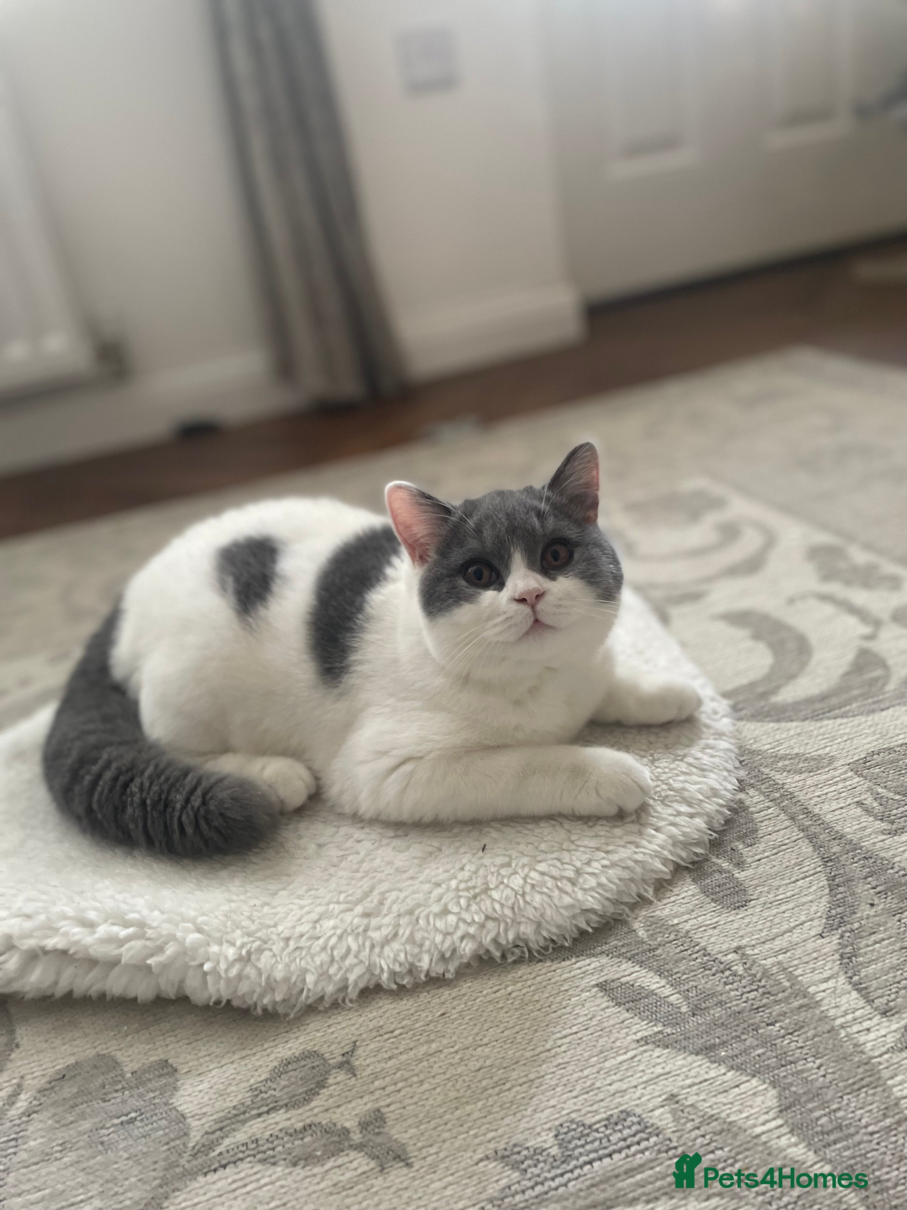 British Shorthair cats The last GCCF British Shorthair Girl Available - Advert 16