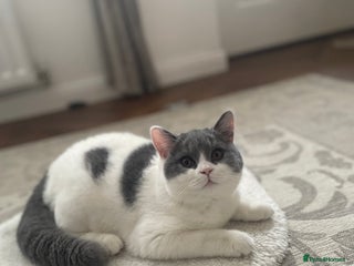 British Shorthair cats The last GCCF British Shorthair Girl Available - Advert 15
