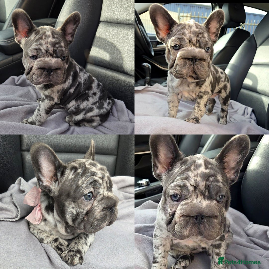 French Bulldog dogs for sale: 💝 DWKC registered champion bloodlines💖 - Image 1