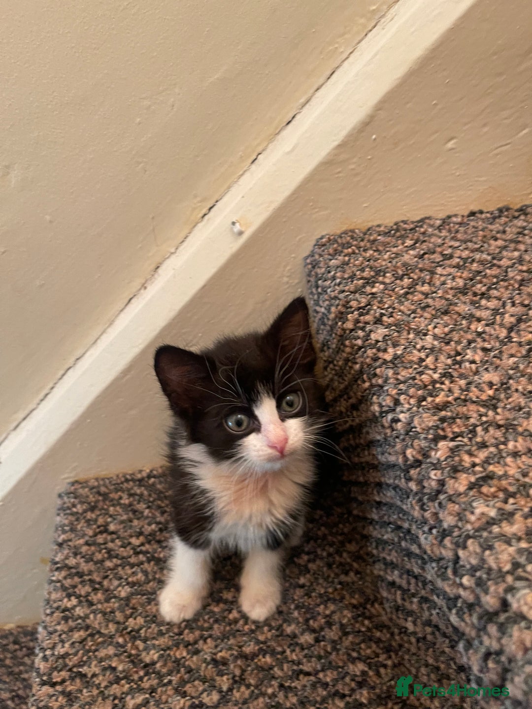 Mixed Breed cats for sale: Two beautiful kittens ready to leave - Image 9
