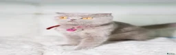 Scottish Fold cats for sale: Scottish fold/British short hair females  in Birmingham - Advert 6