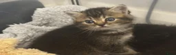 Mixed Breed cats for sale: British short haired cross in Leicester - Advert 6