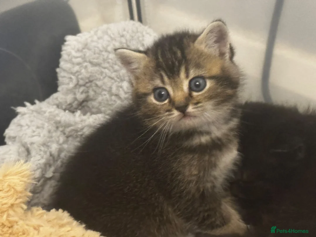 Mixed Breed cats for sale: British short haired cross in Leicester - Advert 6