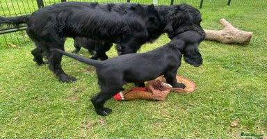 Cocker Spaniel dogs - Advert 14