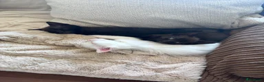 Mixed Breed Kitten 1