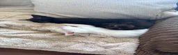 Mixed Breed cats for sale: Got three beautiful kittens for sale  in Canvey Island - Advert 14
