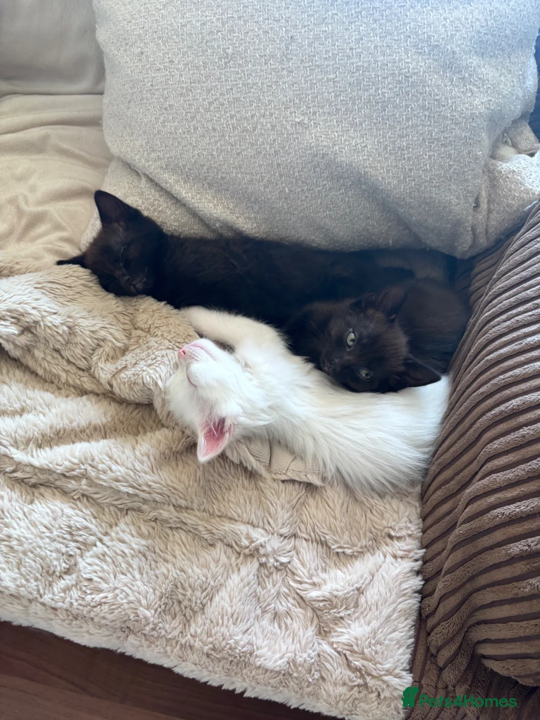 Mixed Breed cats for sale: Got three beautiful kittens for sale  in Canvey Island - Advert 14