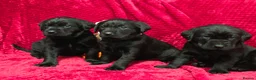 Labrador Retriever dogs for sale: Black Labrador Puppies  - Advert 11