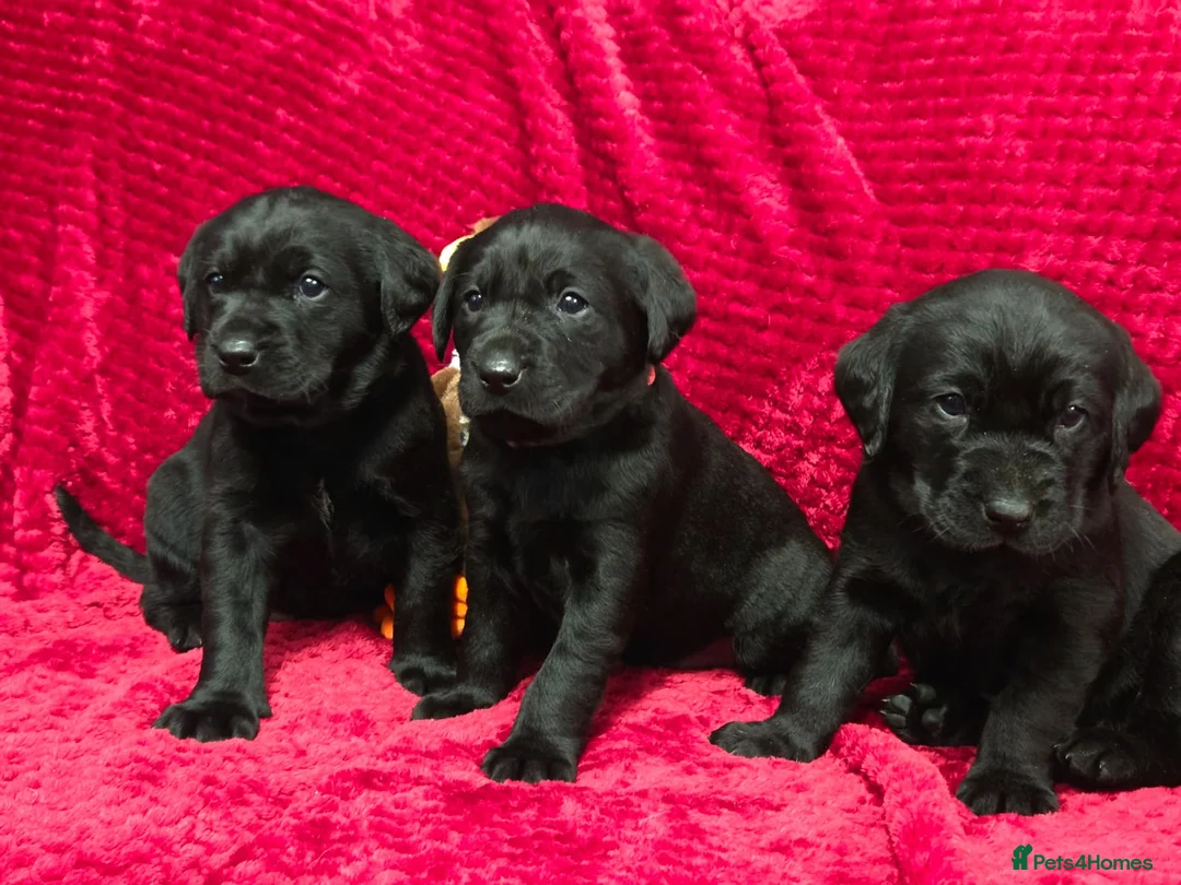 Labrador Retriever dogs for sale: Black Labrador Puppies  - Advert 11