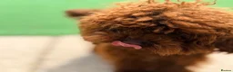 Toy Poodle dogs for stud: Deep Red Asian Toy Poodle Stud - Advert 5