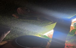 Lizard reptiles for sale: Chinese water dragon  - Image 1