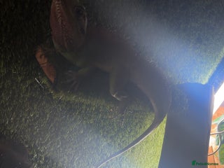 Lizard reptiles - Advert 10