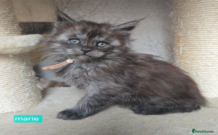 Maine Coon cats - Advert 8