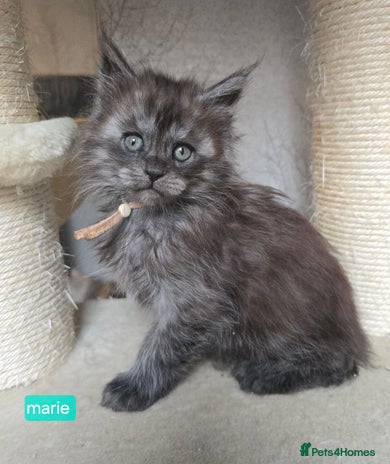 Maine Coon cats - Advert 3