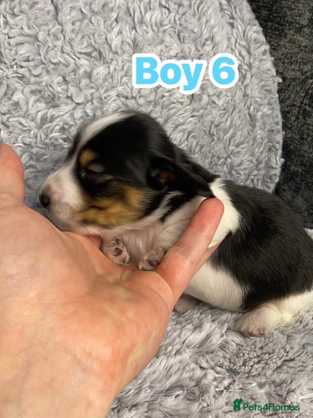 Dachshund dogs for sale: Long haired dachshunds - Image 14