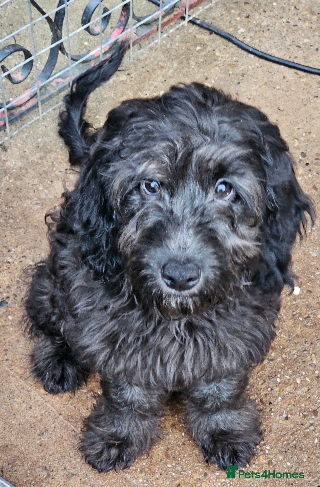 Cockapoo dogs for sale: Last Black Male Cockapoo Pup Remaining - Advert 1