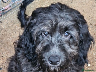 Cockapoo dogs Last Black Male Cockapoo Pup Remaining - Advert 16