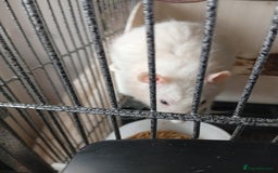 Ringnecks birds for sale: Male rats white and white and brown  - Image 9