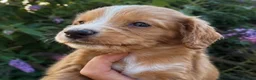 Cocker Spaniel dogs for sale: 5 ⭐️ Stunning Cocker Spaniel Puppies, KC,Vet check - Advert 7