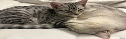 Egyptian Mau cats for sale: Stunning affectionate Egyptian Mau in Plymouth - Advert 5