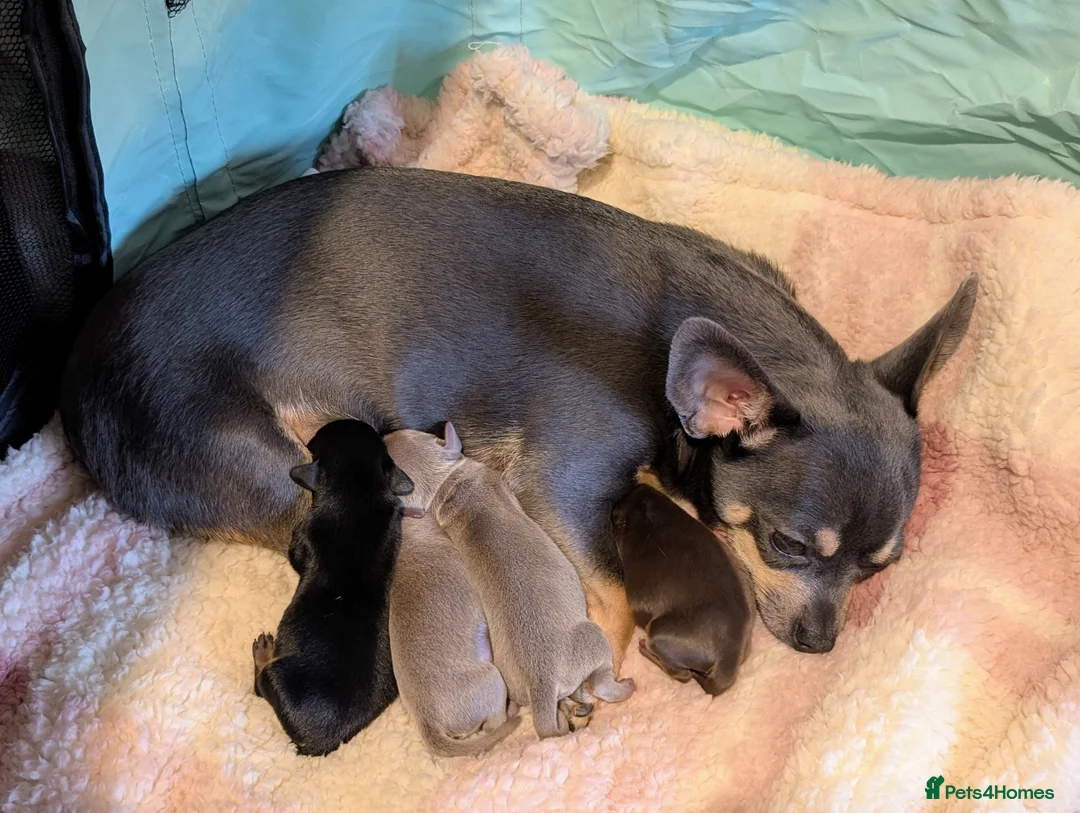 Chiweenie dogs for sale: Lilac & tan Chiweenie ready now in Hailsham - Advert 2