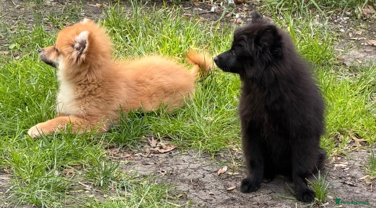 Pomeranian dogs Gorgeous Pomeranian puppies - Advert 2