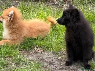 Pomeranian dogs Gorgeous Pomeranian puppies - Advert 4