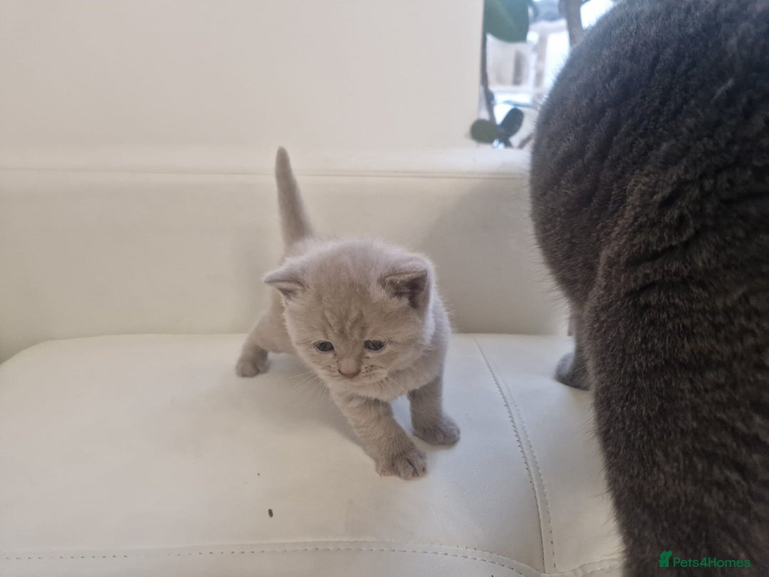 British Shorthair cats for sale: British Shorthair Kittens Blue and Lilac. - Advert 3