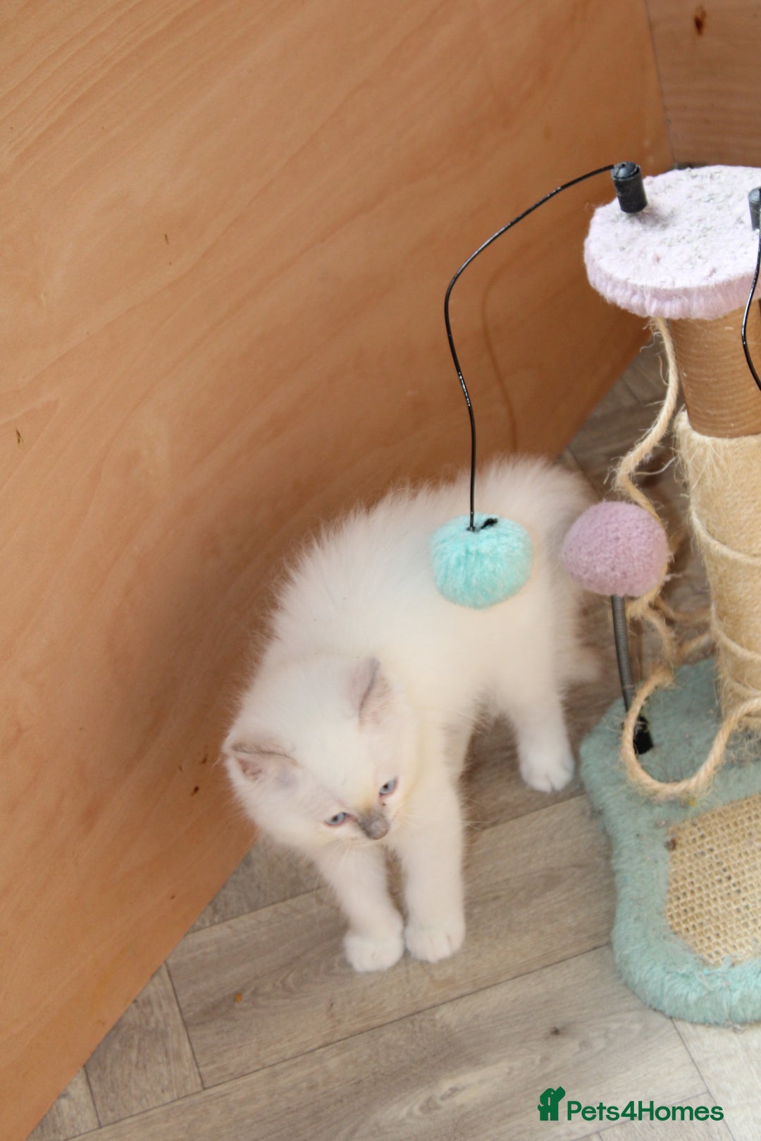 Ragdoll cats for sale: GCCF registered Ragdolls  - Advert 11