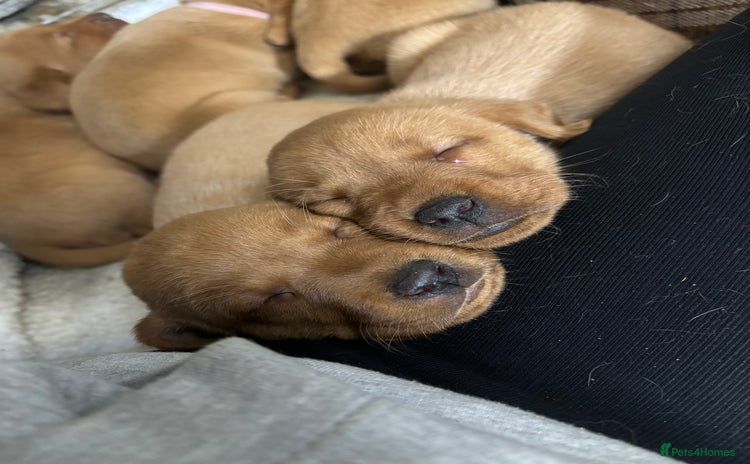 Labrador Retriever dogs - Advert 8
