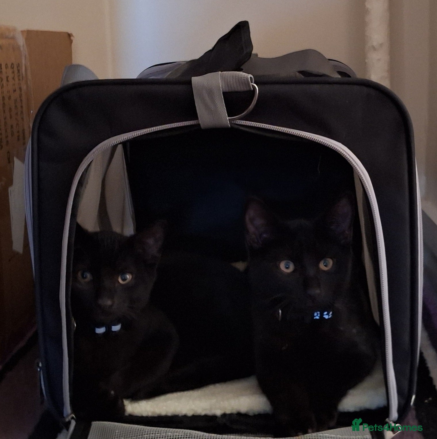 Domestic Shorthair cats Ronnie & Reggie - Advert 2