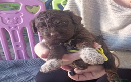 Lagotto Romagnolo dogs for sale: Lagotto Romagnolo, pure breed, KC reg litter - Image 28