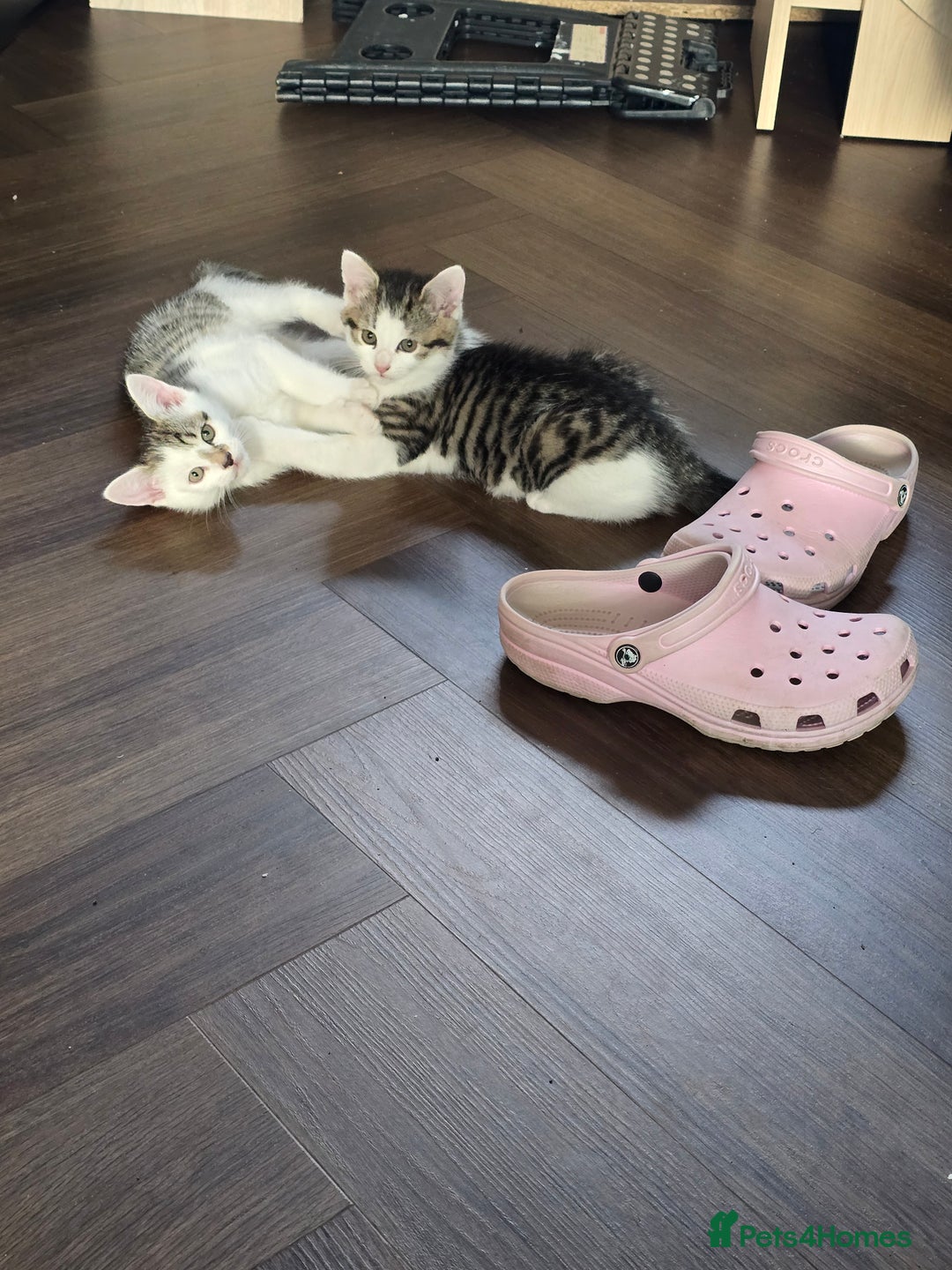 Mixed Breed cats for sale: Very playful male kitten, ready to go - Advert 7