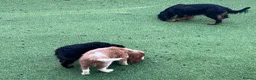 Cavalier King Charles Spaniel dogs for sale: Stunning health tested KC cavalier puppies - Advert 6