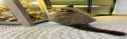 Ragdoll cats for sale: Quality Ragdoll Kittens 🩷 Ready Now  - Advert 24