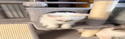 Ragdoll cats for sale: ✨5 blue point and 1 lilac ragdoll kittens ✨ - Advert 14