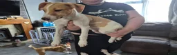 Lurcher dogs for sale: Last handsome Male lurcher puppy - Advert 5