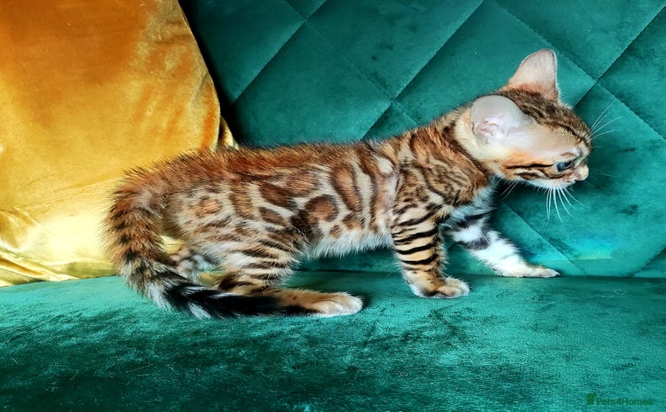 Bengal cats - Advert 9