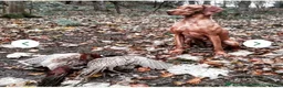 Hungarian Vizsla dogs for sale: KC Registered Hungarian Viszla litter  - Advert 8