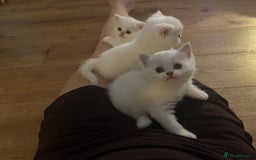 British Longhair cats for sale: 5 Beautiful blue eyed British Shorthair in London - Image 27